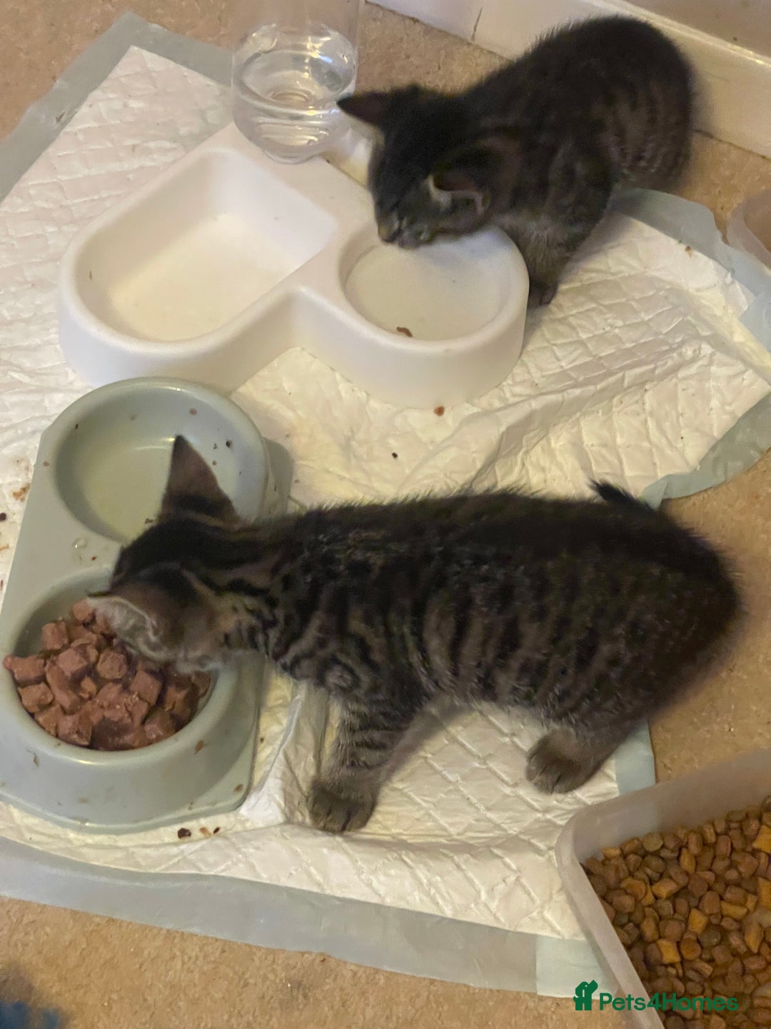 Mixed Breed cats for sale: 5 Kitties  - Image 8