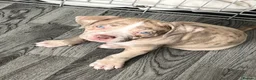 Mixed Breed dogs for sale: Penny blue eyes - Advert 1