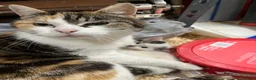 Mixed Breed cats for sale: Gorgeous kitten now looking for her forever home - Advert 7