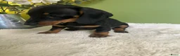 Miniature Dachshund dogs for sale: Miniature Dachshund  - Advert 4