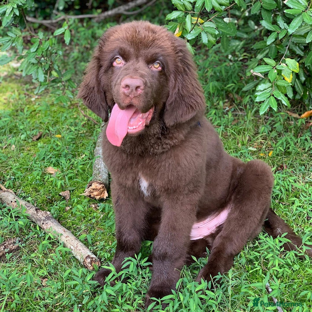 Newfoundland dogs for sale: Adorable Newfoundland Puppy - Image 3