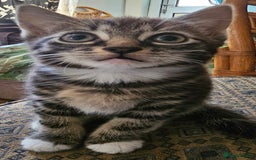 Munchkin cats for sale: Cute addorable kitten ready to leave immediately  in London - Image 15