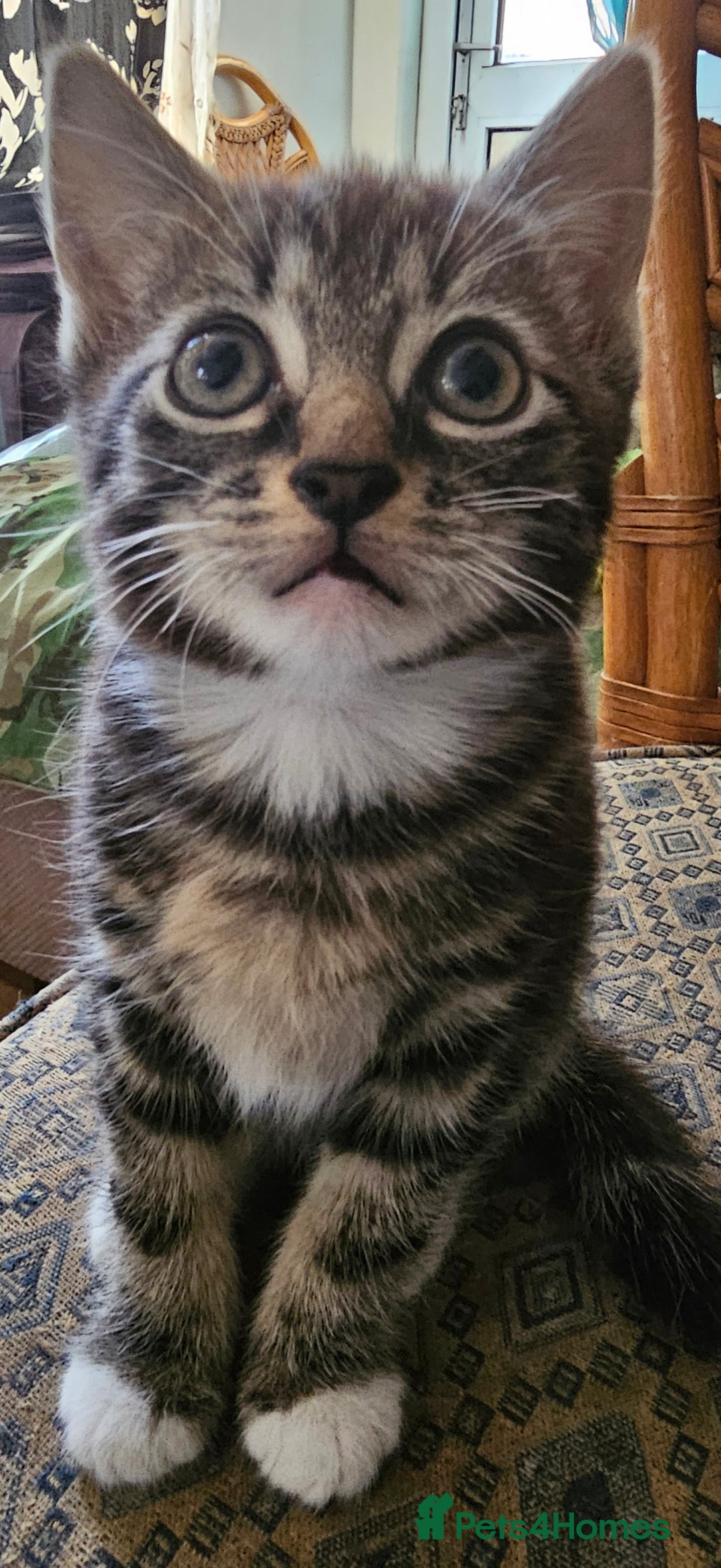 Munchkin cats for sale: Cute addorable kitten ready to leave immediately  in London - Image 15