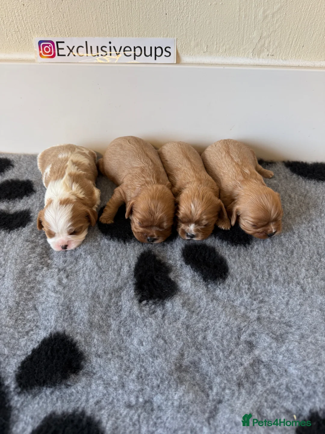 Cavalier King Charles Spaniel dogs for sale: 👑🇬🇧 King Charles cavaliers ⭐️⭐️ - Advert 1