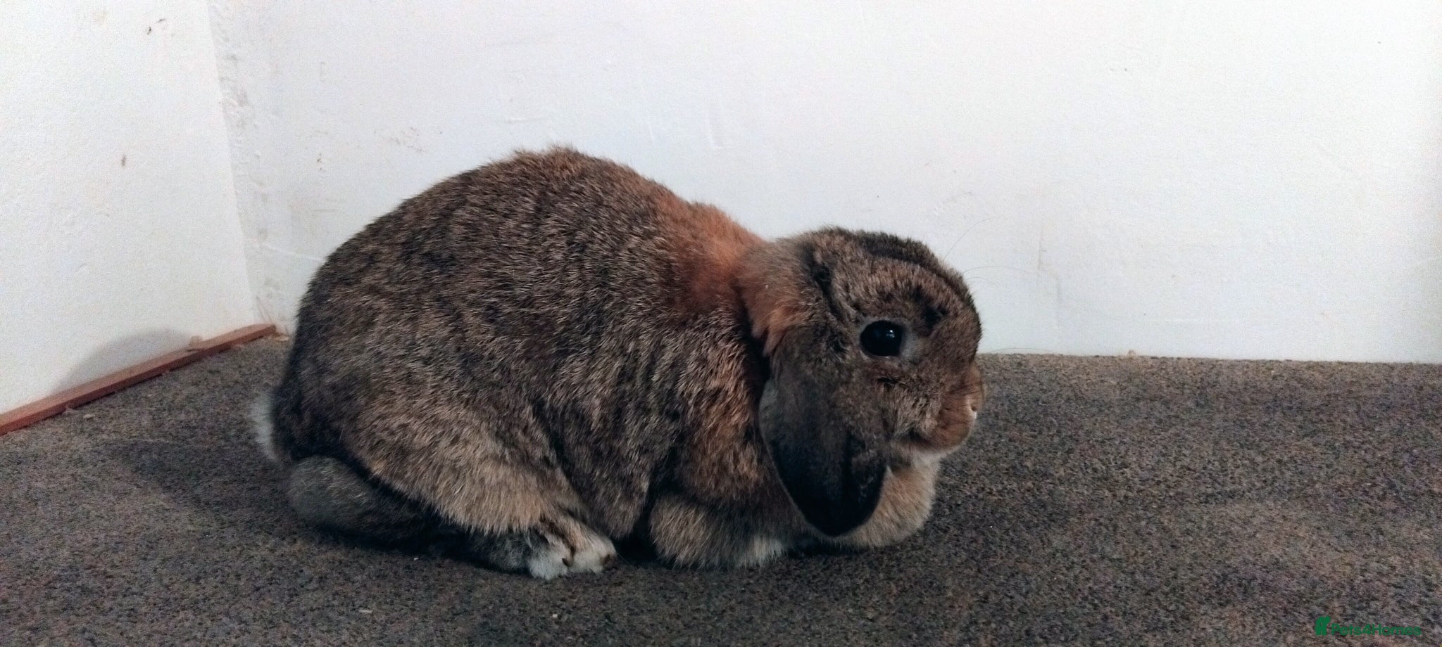 Mini Lop rabbits 1x gorgeous female mini lop for sale - Advert 7