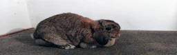 Mini Lop rabbits for sale: 1x gorgeous female mini lop for sale - Advert 1