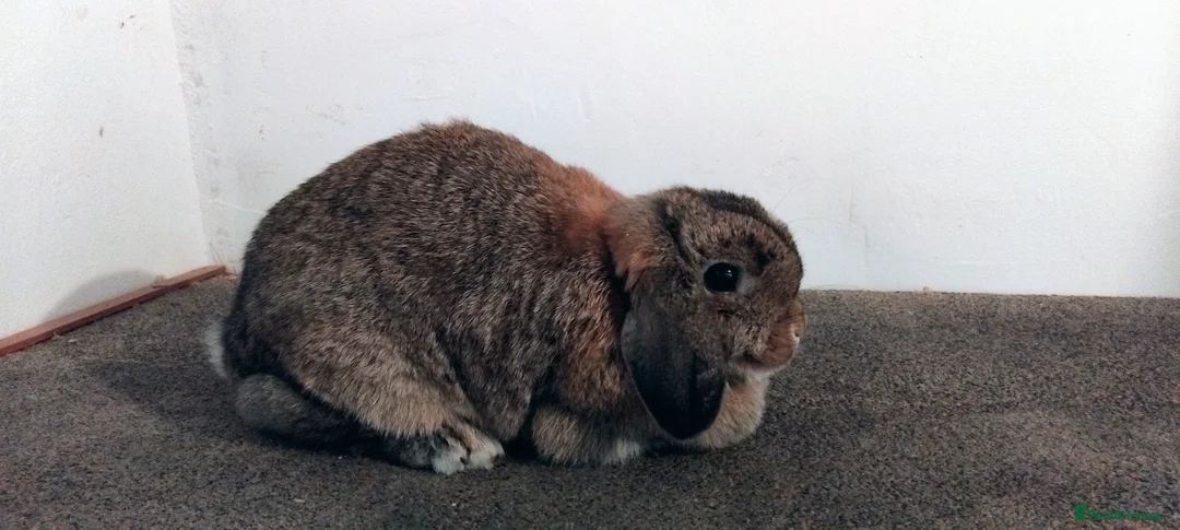 Mini Lop rabbits for sale: 1x gorgeous female mini lop for sale - Advert 1