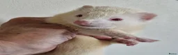 Ferret rodents for sale: Ferret kits - Advert 2