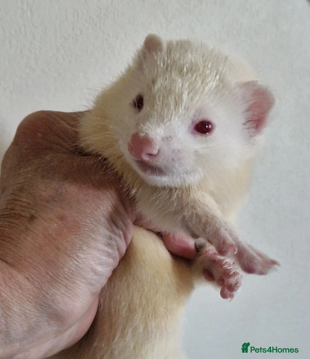 Ferret rodents for sale: Ferret kits - Advert 2