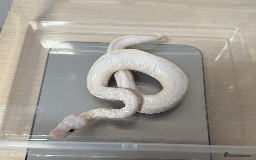 Python Snake reptiles for sale: Ball Pythons for sale (Adults & Babies) - Image 10