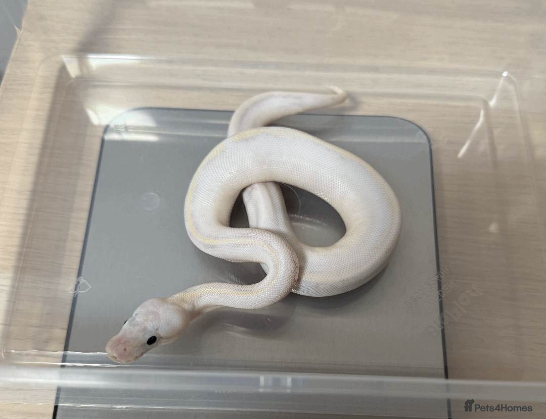 Python Snake reptiles for sale: Ball Pythons for sale (Adults & Babies) - Image 10
