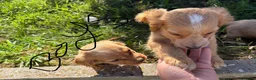 Cocker Spaniel dogs for sale: Cocker spaniel puppies  in Maldon - Advert 3