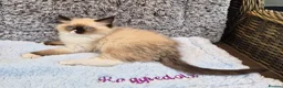 Ragdoll cats for sale: GCCF Registered kittens Ready now - Advert 4