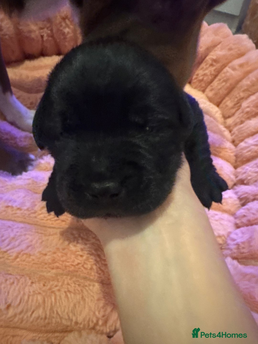 Mixed Breed dogs for sale: Shar Pei cross breed X Labrador Puppies  - Advert 29