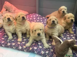 Golden Retriever dogs Top Class KC registered Golden Retrievers - Advert 1