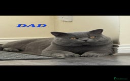 British Shorthair cats for sale: Beautiful kittens british shorthair  - Image 8