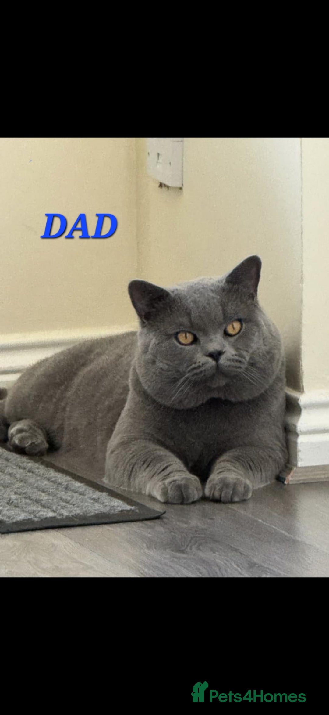 British Shorthair cats for sale: Beautiful kittens british shorthair  - Image 8