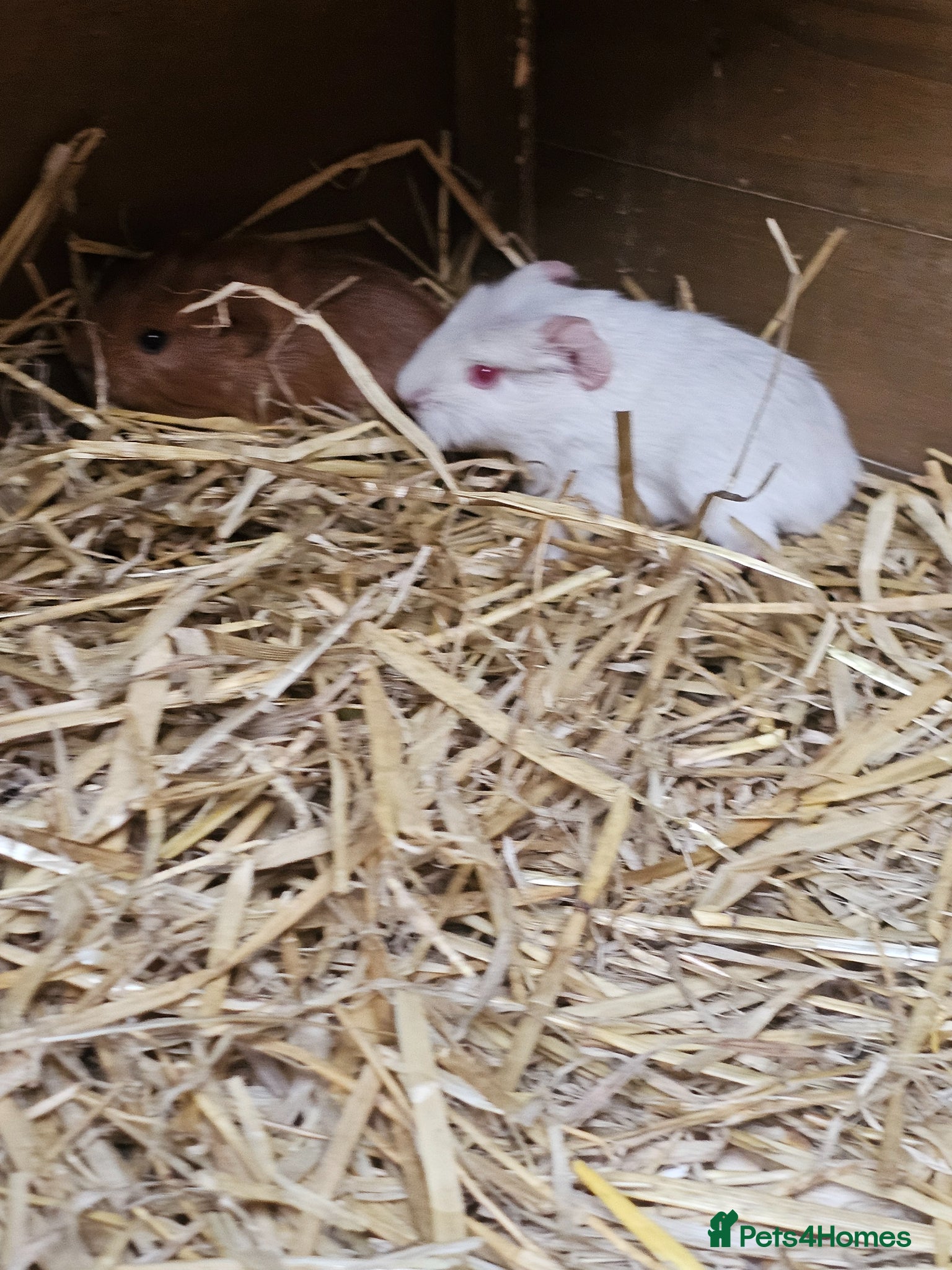 Guinea Pig rodents Guinea pigs need  good homes  - Advert 2