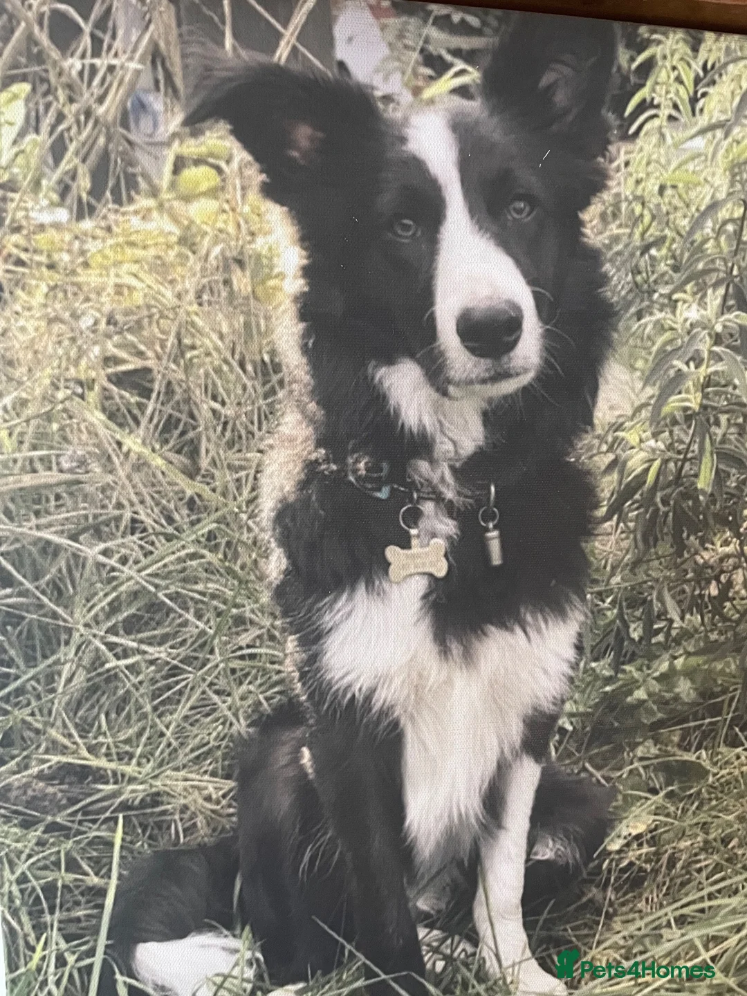 Border Collie dogs for sale: Collie babies - Advert 14
