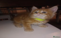 Maine Coon cats for sale: I have Beautiful healthy maicoon XL  - Image 18