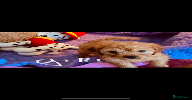 Cavapoo dogs - Advert 2