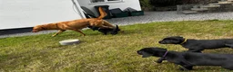 Labrador Retriever dogs for sale: Working line Labrador puppies in Totnes - Advert 8