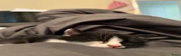 Domestic Shorthair cats for sale: Adorable kitten looking for his forever home  - Advert 5