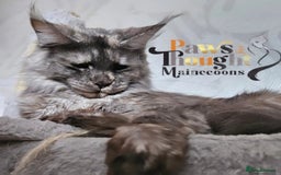 Maine Coon cats for sale: Stunning quality tica registered Mainecoon  - Image 30