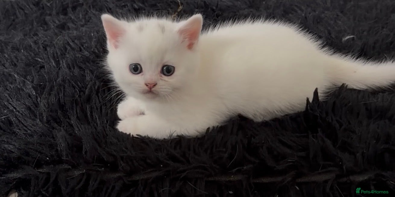 British Shorthair cats Stunning kittens looking for their forever home💙 - Advert 1
