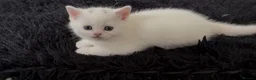 British Shorthair cats for sale: Stunning kittens looking for their forever home💙 - Advert 1