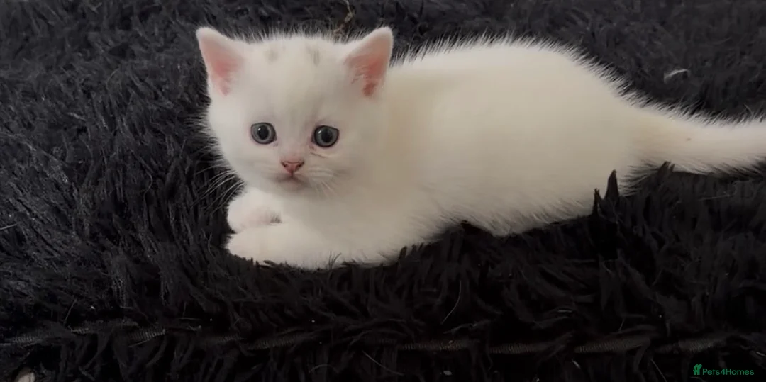 British Shorthair cats for sale: Stunning kittens looking for their forever home💙 - Advert 1