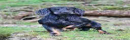 Cocker Spaniel dogs for stud: Black and Tan Cocker Spaniel at Stud - Advert 3
