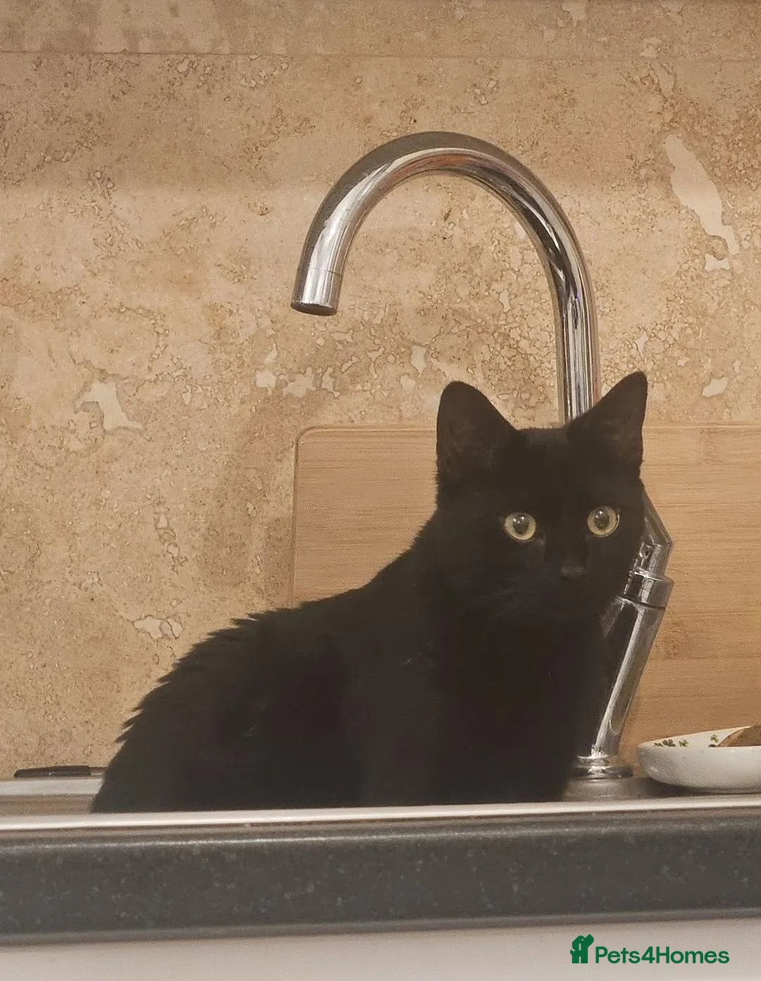 British Shorthair cats for sale: Black Shorthair - Free - Advert 3