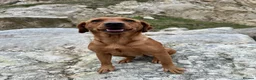 Labrador Retriever dogs for sale: KC Registered -working stock - Labrador retrievers in Ottery Saint Mary - Advert 6