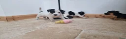 Jack Russell dogs for sale: Jack russel puppies one boy left - Advert 33