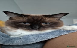 Ragdoll cats for sale: Two ragdoll females  - Image 4