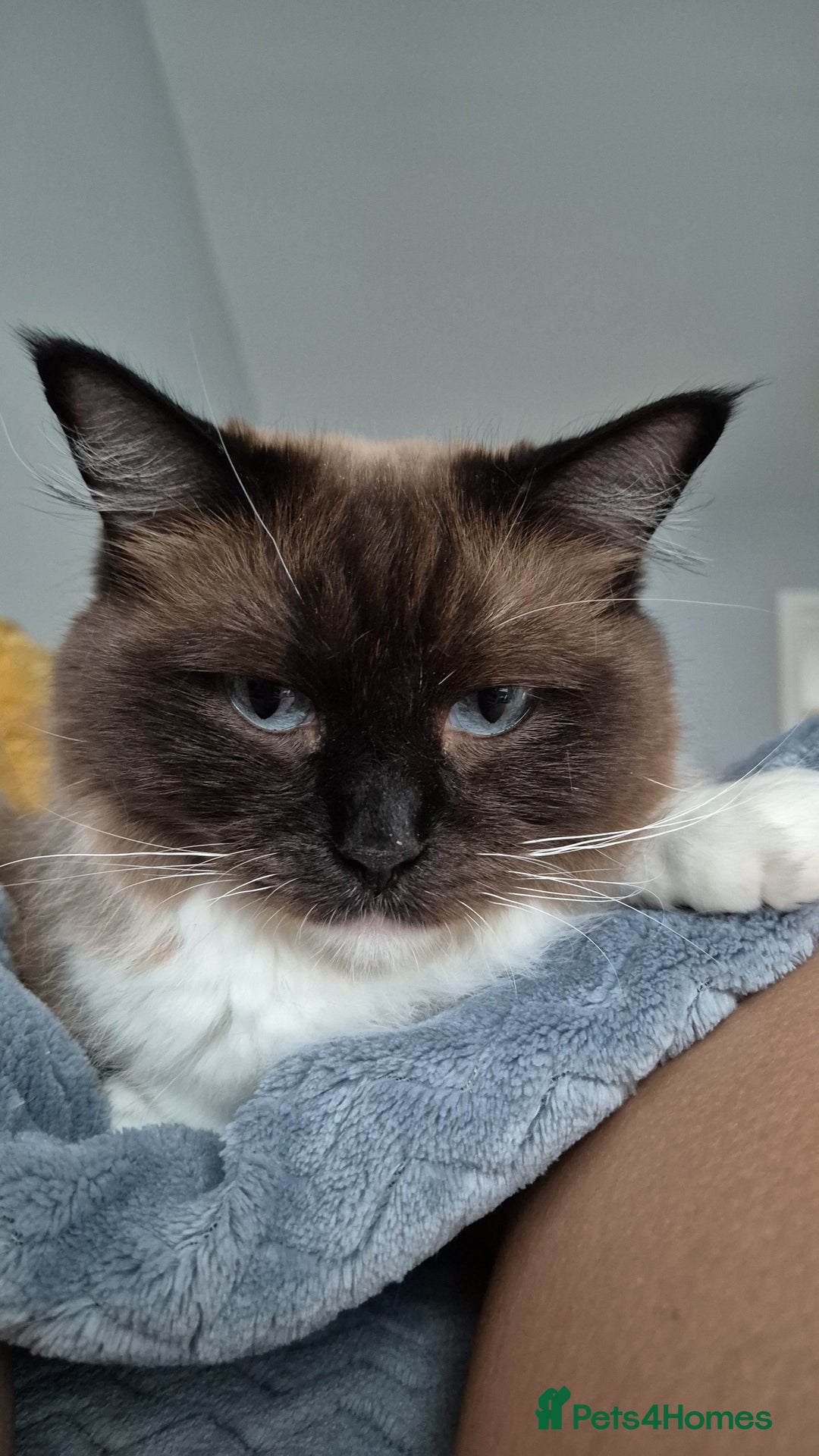 Ragdoll cats for sale: Two ragdoll females  - Image 4