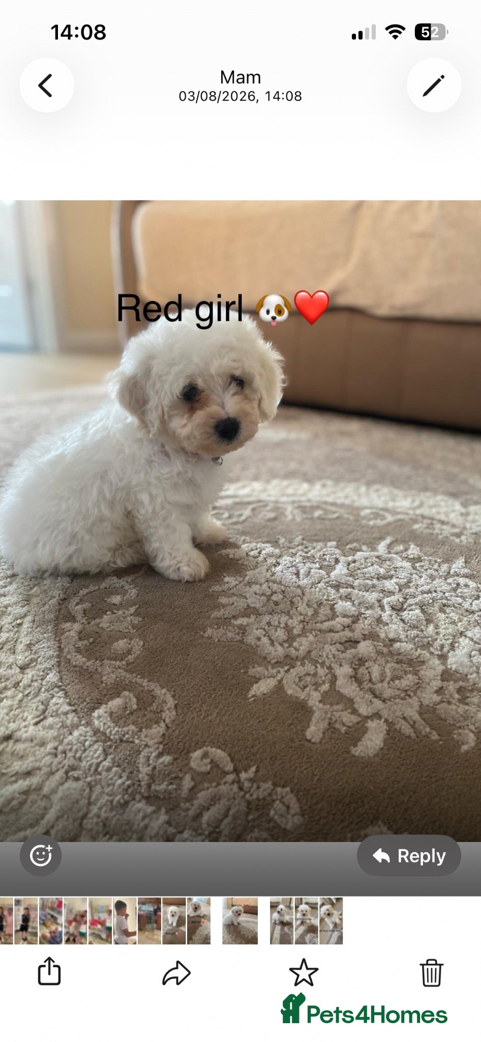 Bichon Frise dogs Bichon frise  - Advert 2