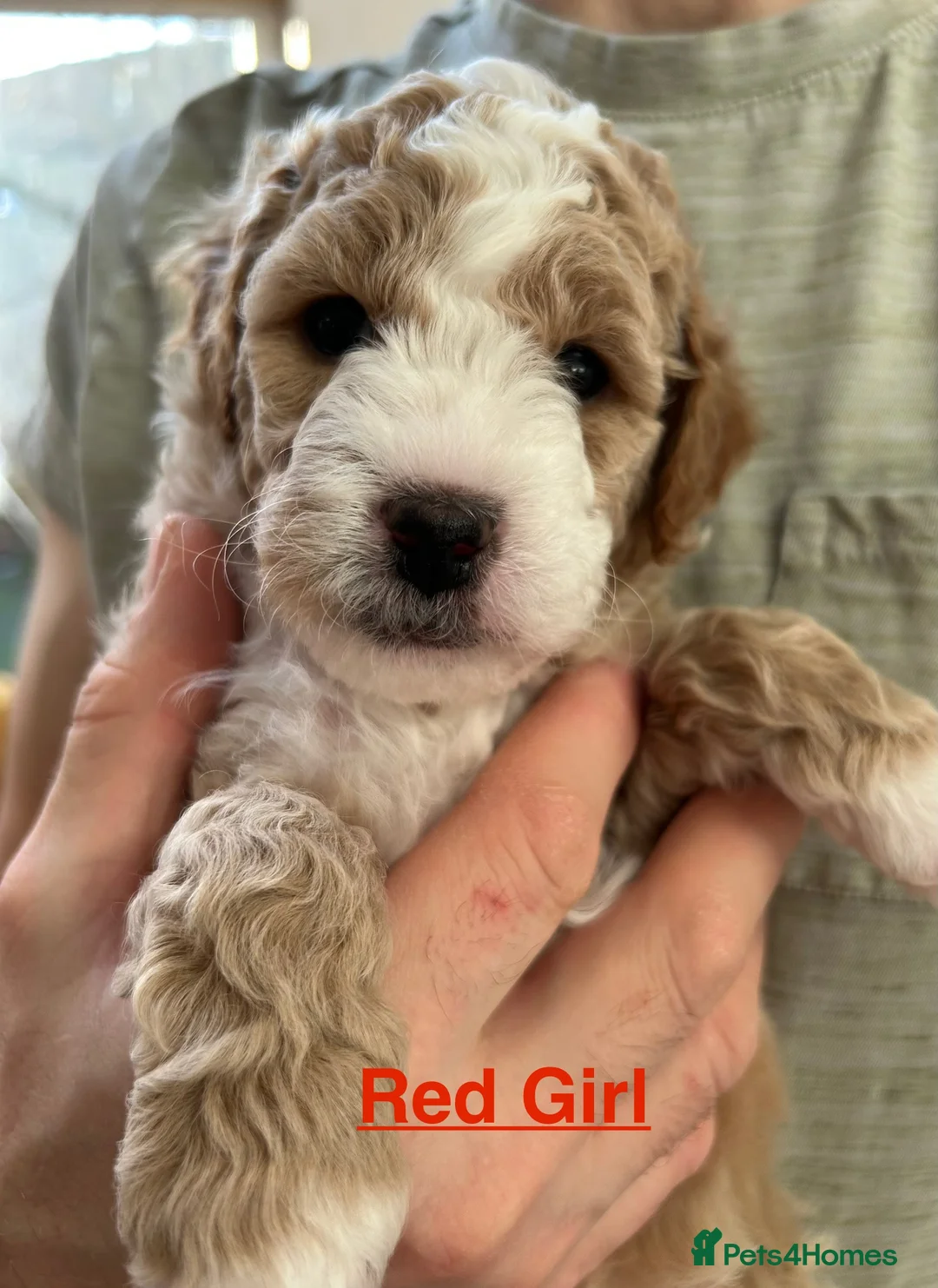 Mixed Breed dogs for sale: Mini Goldendoodle / Aussiedoodle Doubledoodles - Advert 8