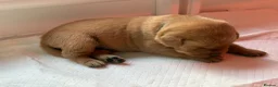 Labrador Retriever dogs for sale: Beautiful Labrador retriever puppies for sale - Advert 12