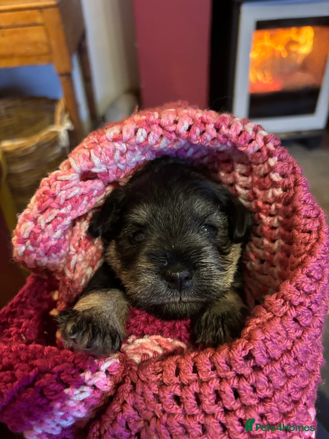 Miniature Schnauzer dogs for sale: Stunning Puppies - Advert 4