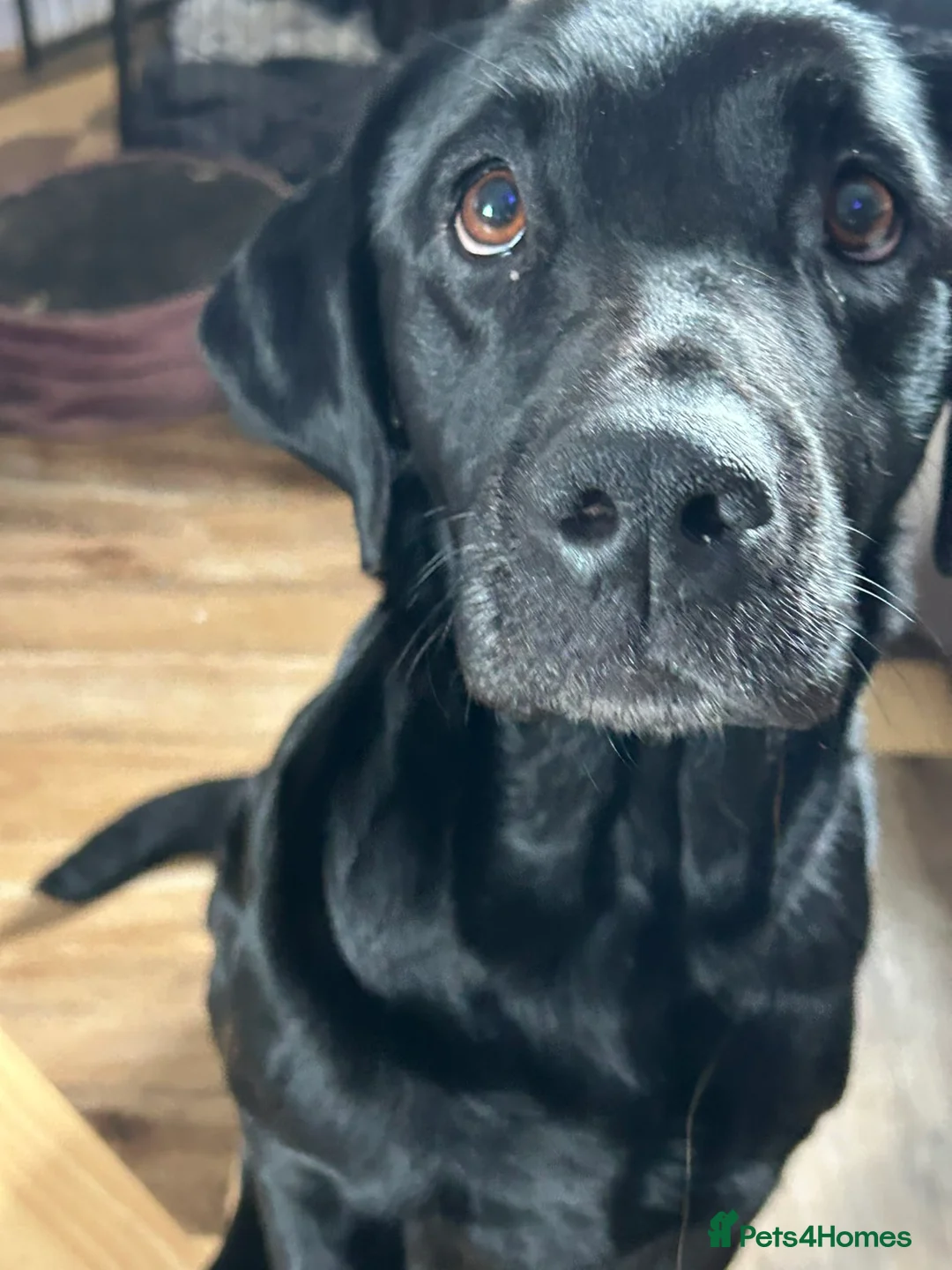 Labrador Retriever dogs for sale: KC Labrador puppies - Advert 1