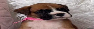 Boxer Puppy 7