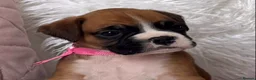 Boxer dogs for sale: Beautiful boxer puppies  - Advert 6