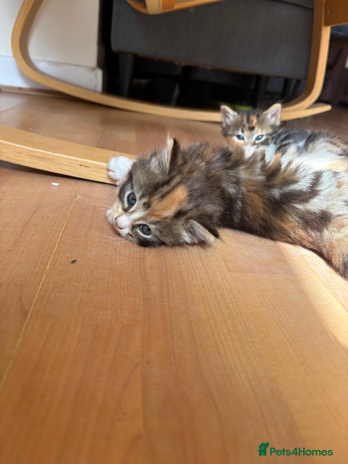 British Longhair cats for sale: 🐾 Stunning British Longhair Kittens for Sale 🐾 in Wembley - Advert 9