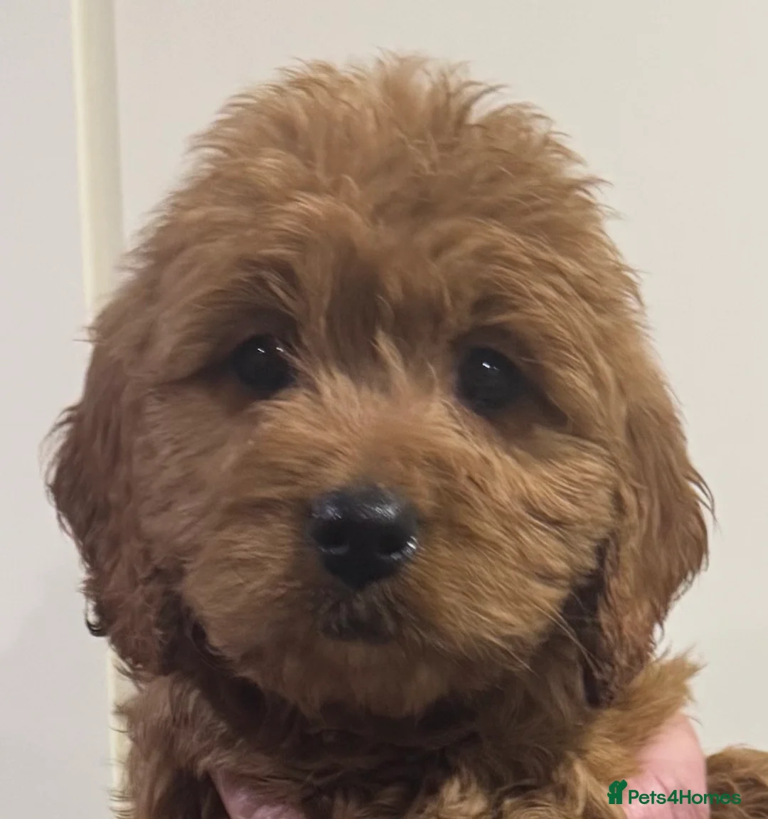 Mini Goldendoodle dogs for sale: Health-checked Happy Fluffy Puppies - Advert 5