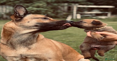 Mixed Breed dogs - Advert 11