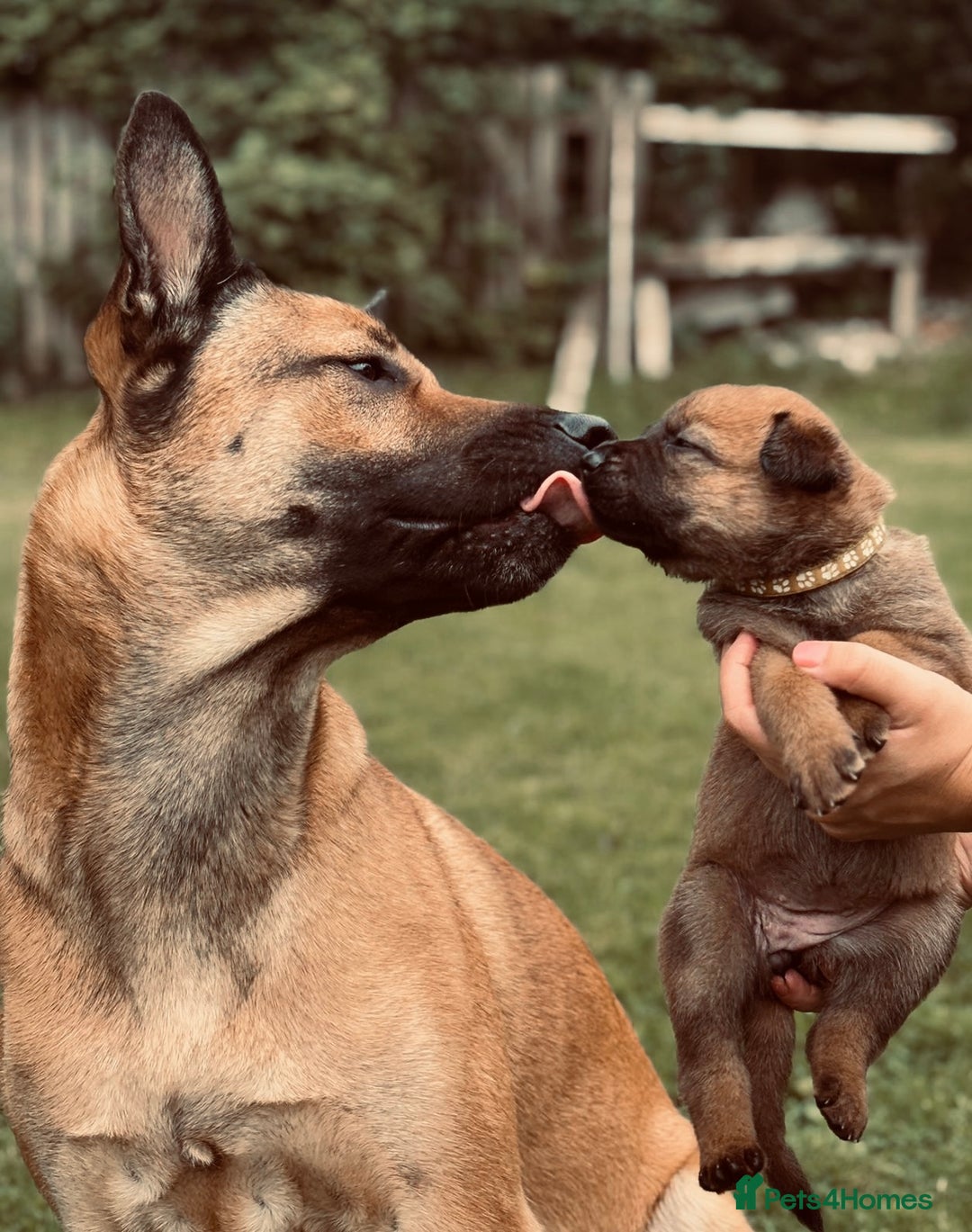 Mixed Breed dogs for sale: Dutch/Belgian malinois   - Image 3