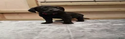 Labrador Retriever dogs for sale: Black/Fox Red Labrador Puppies - Advert 12