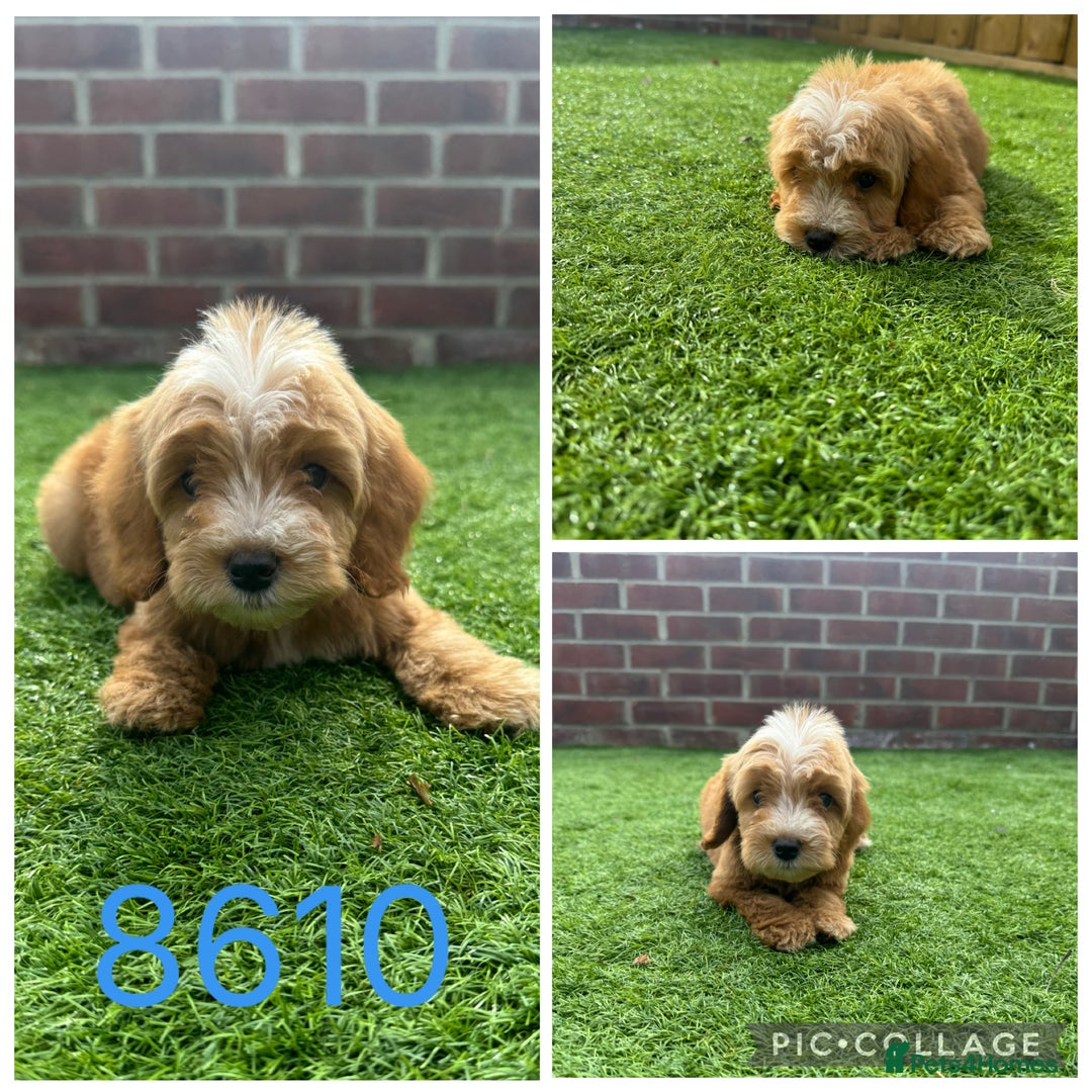 Cockapoo dogs for sale: Beautiful F1 TOY Cockapoos - Image 2